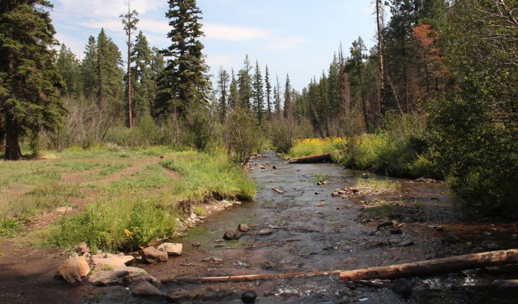 Arizona hiking - Greer AZ nature walk