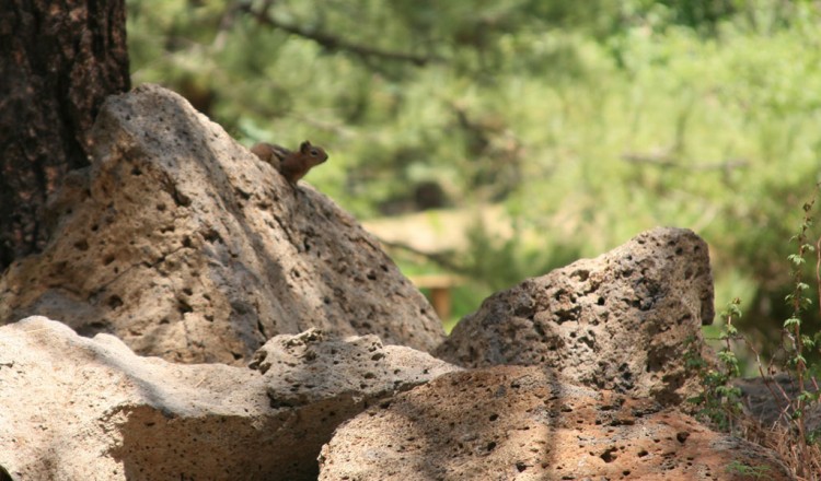 Squirrel on trail - Arizona Hiking