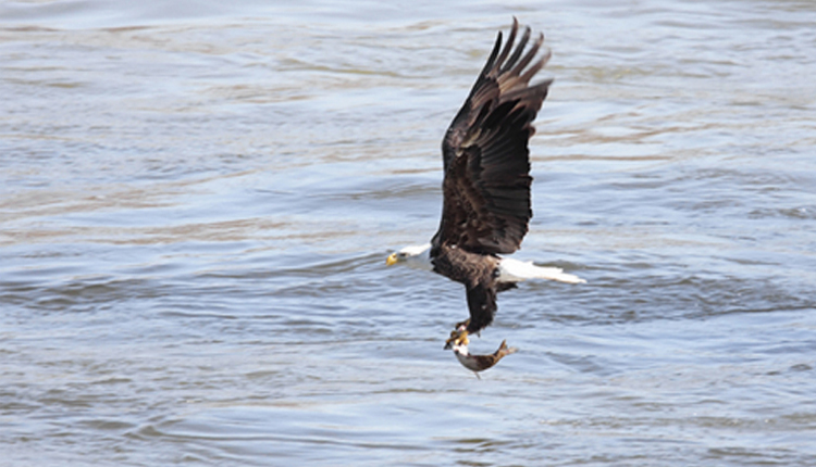 Bald Eagles, Wildlife Viewing - Greer, Arizona