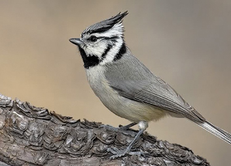 Bridled Titmouse