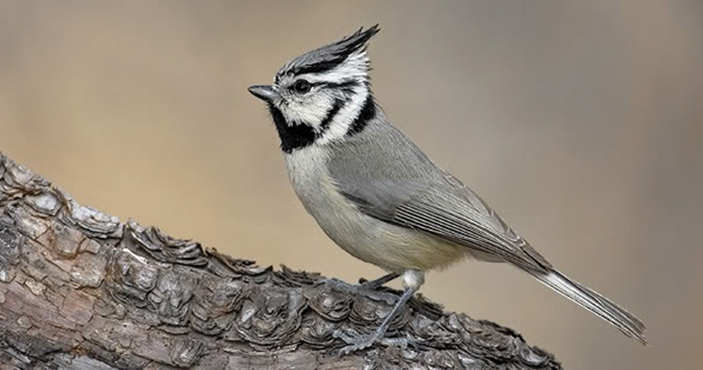 Birdlife Bridled Titmouse, AZ