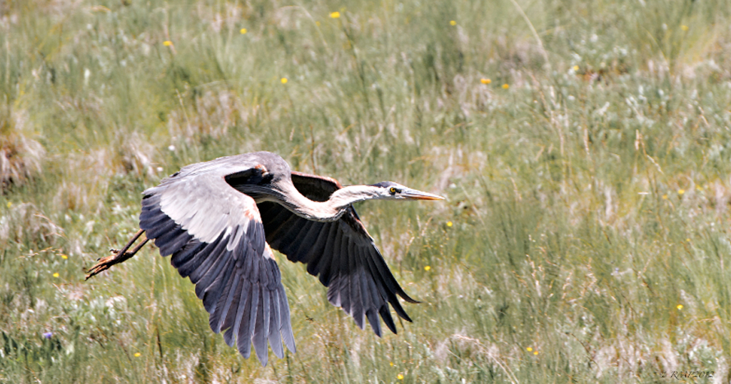 Birdlife Hering, Arizona