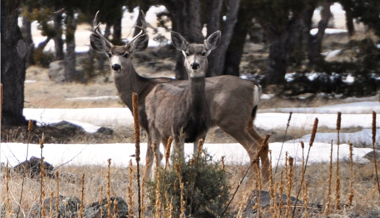 Buck and Doe off 260 Highway - Greer, Arizona