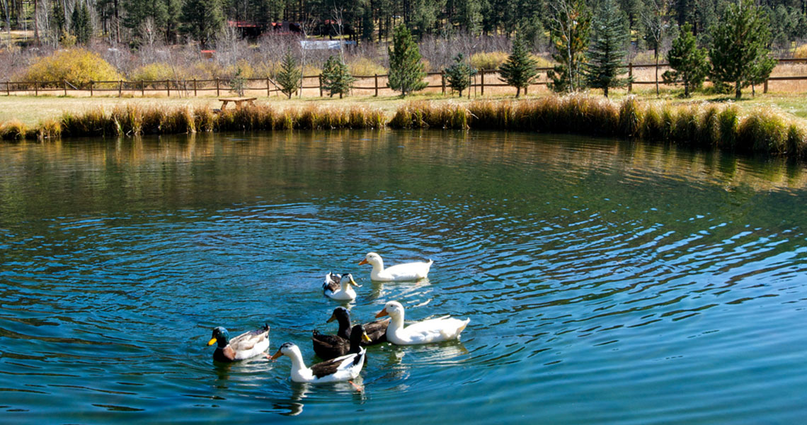 Greer Lodge Ducks