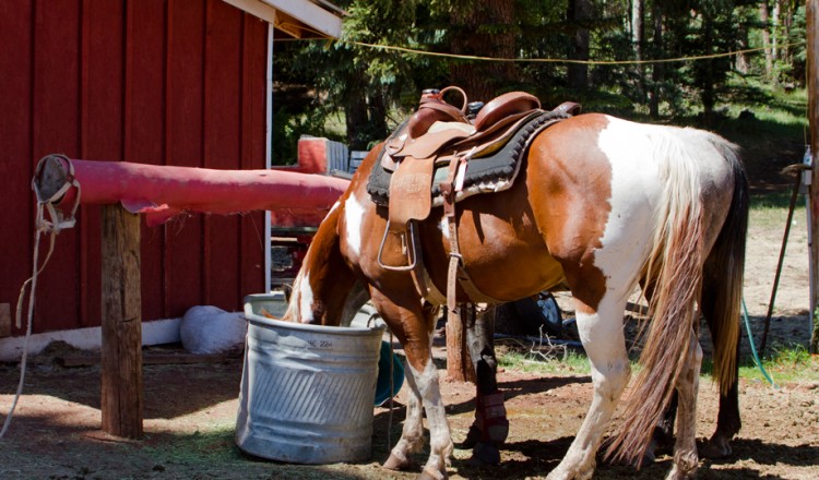 Horseback Riding