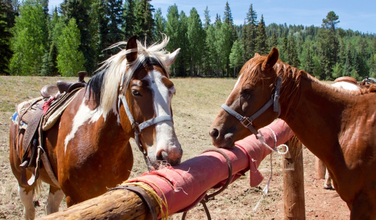 Horseback Riding