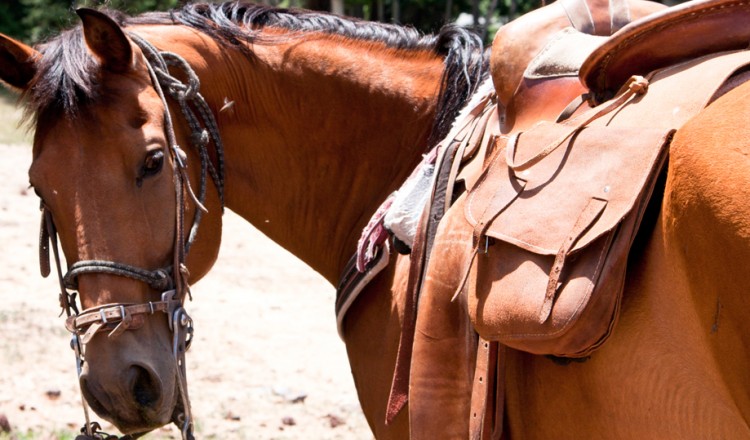 Horseback Riding