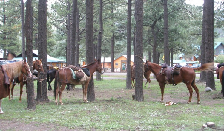 Horseback Riding