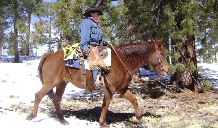 Horseback Riding