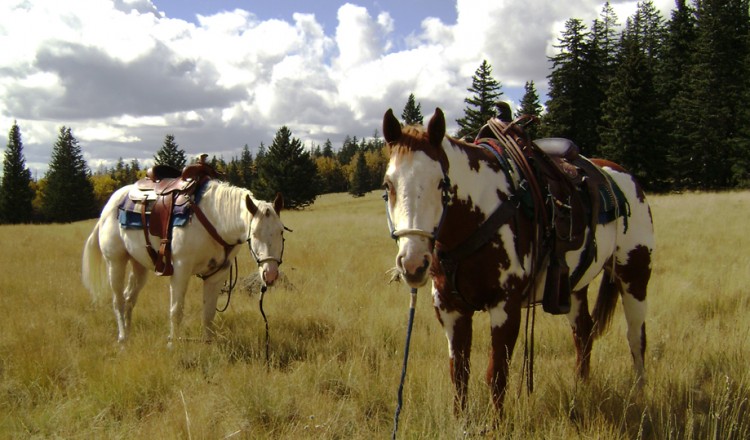 Horseback Riding