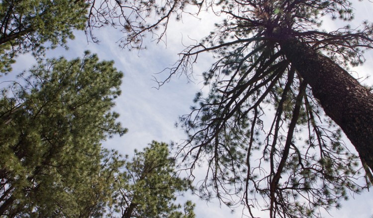 Look up at the sky - Greer AZ nature walk