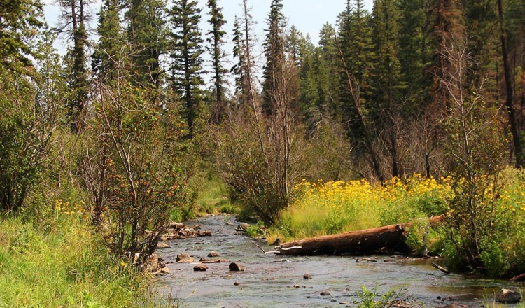 Scenic nature walks in Greer, AZ