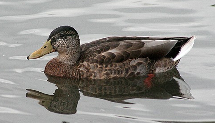 Wildlife Viewing - Greer, Arizona