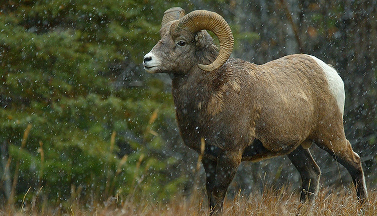 Wildlife Viewing - Greer, Arizona