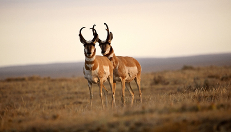 Wildlife Viewing - Greer, Arizona