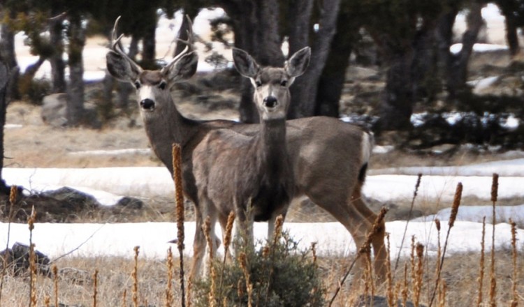 Wildlife Buck and Doe