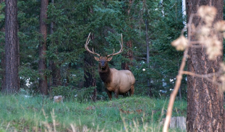 Wildlife Big Bull