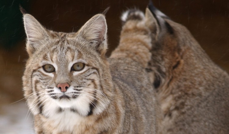 Wildlife Bobcat