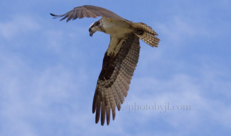 Wildlife Red Tailed Hawk