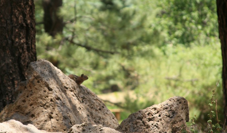 Wildlife Squirrel