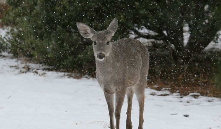 Wildlife White Tailed Deer - Greer AZ