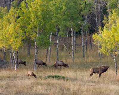 Fall Colors in Greer, AZ