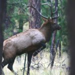 Bull Elk