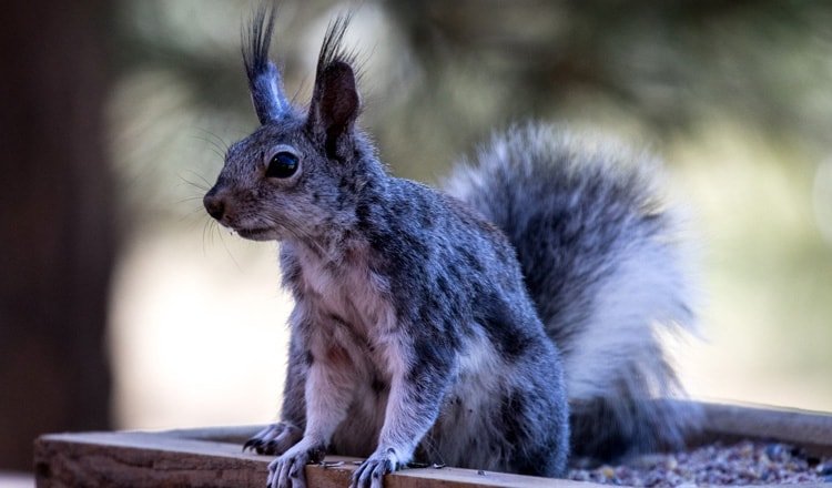 Albert's Squirrel