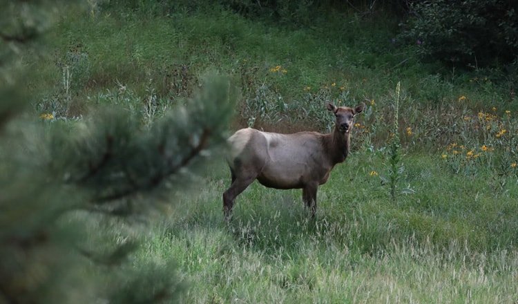 Wildlife Viewing of deer