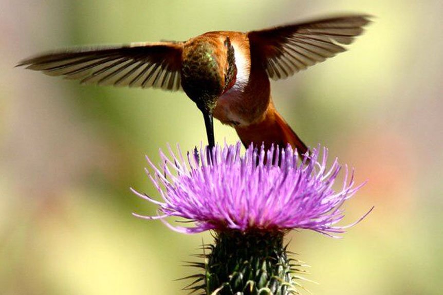 High Country Hummingbird Festival