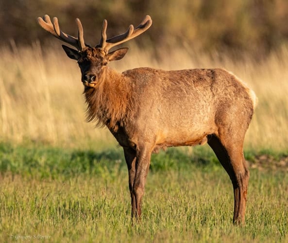 Elk