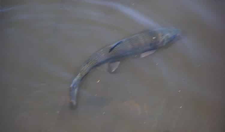 Monster Trout Fish at Greer Lodge