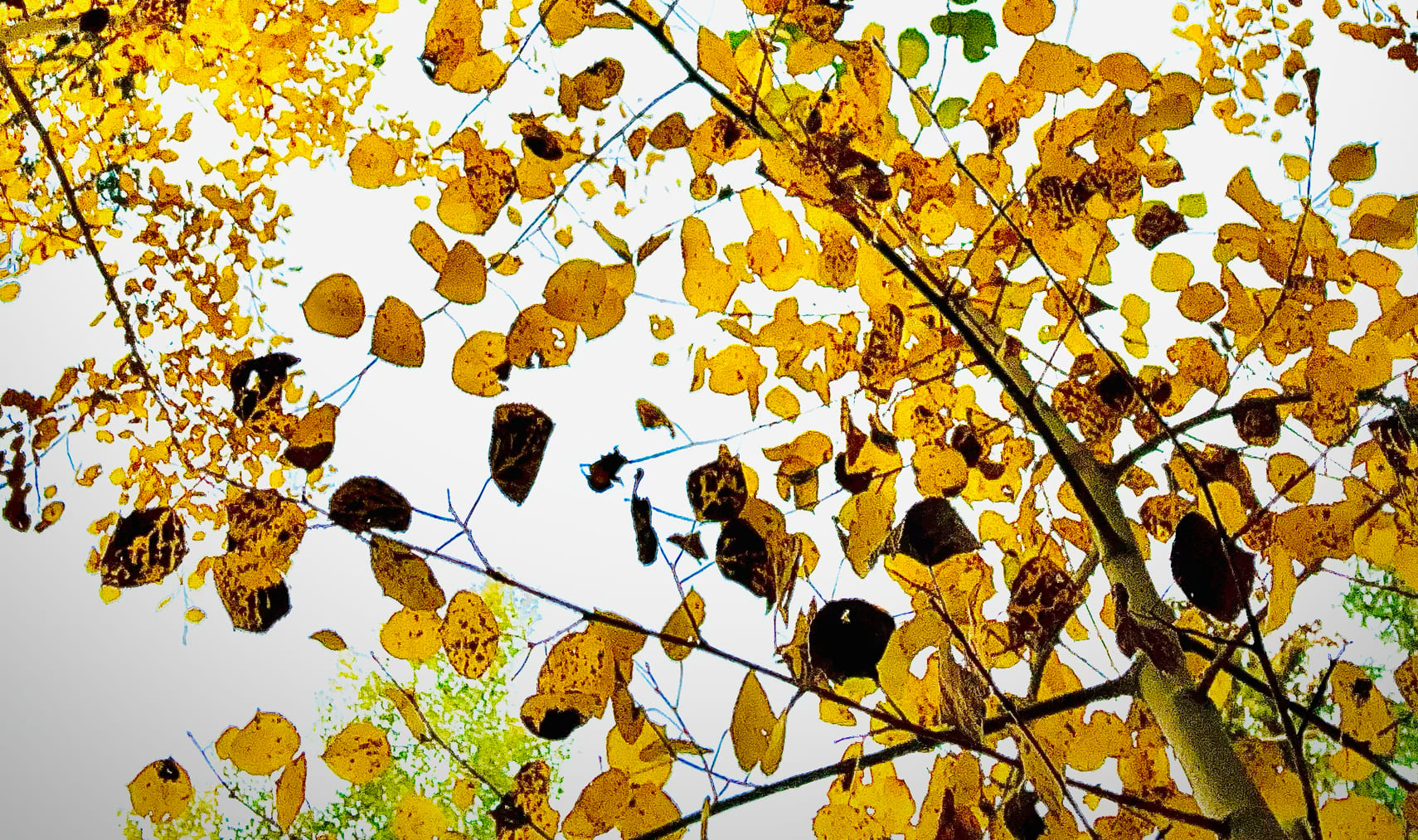 Close-up of golden aspen leaves against a blue sky