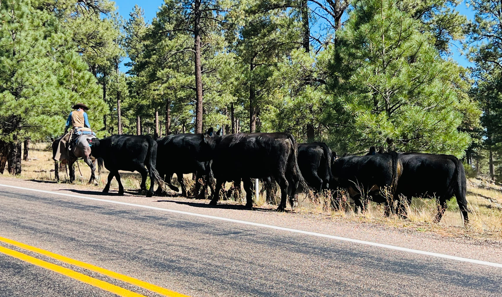 Cowboys herding cattle in the Fall season