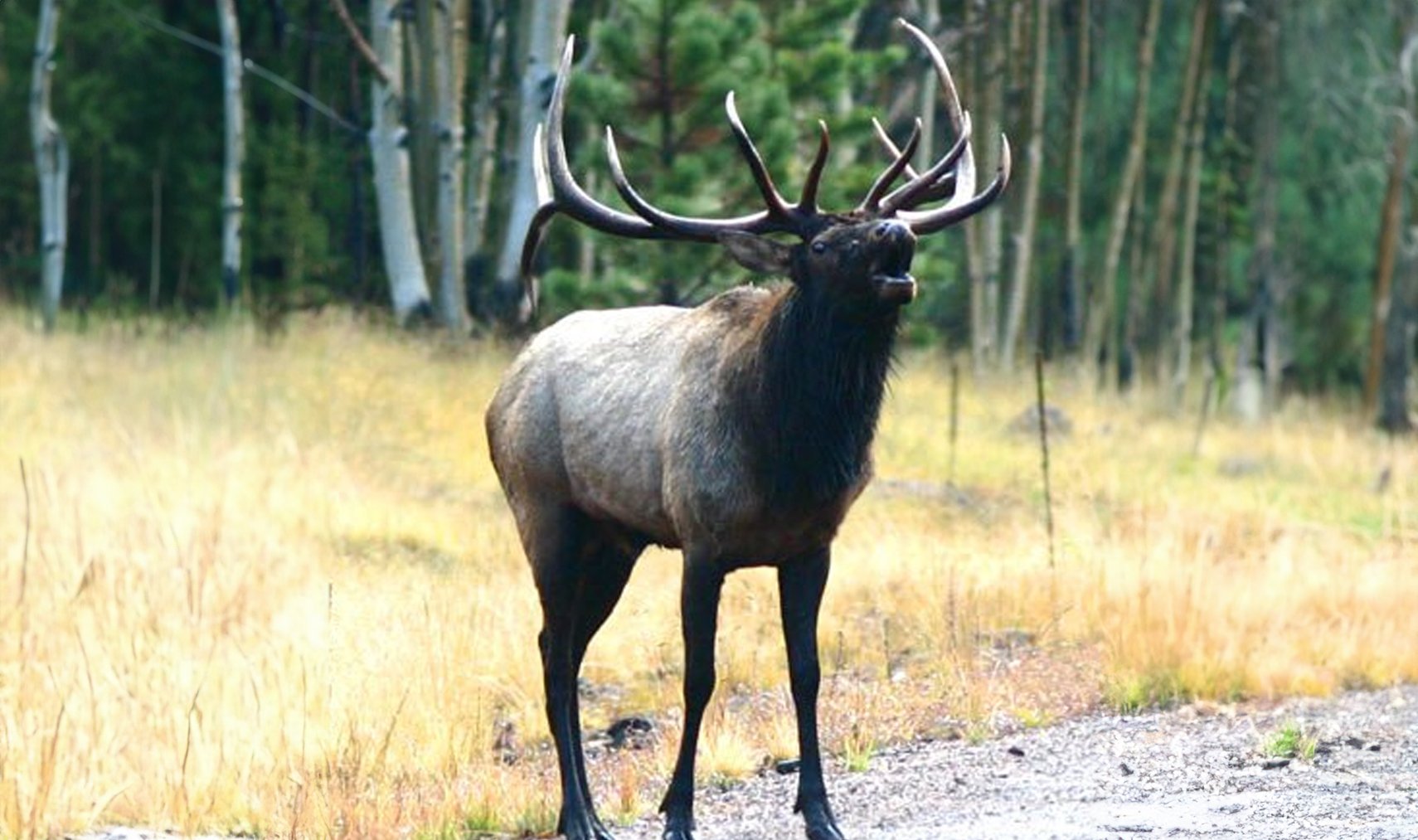 Elk bugling in the autumn forest of Greer, Arizona