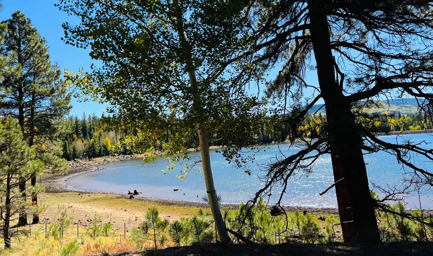 Ponderosa pines surrounded by fall colors in Greer, Arizona