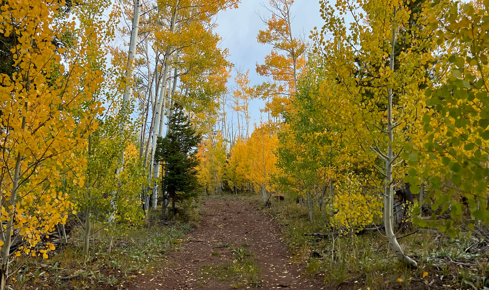 Golden aspens line a scenic trail in Greer, Arizona