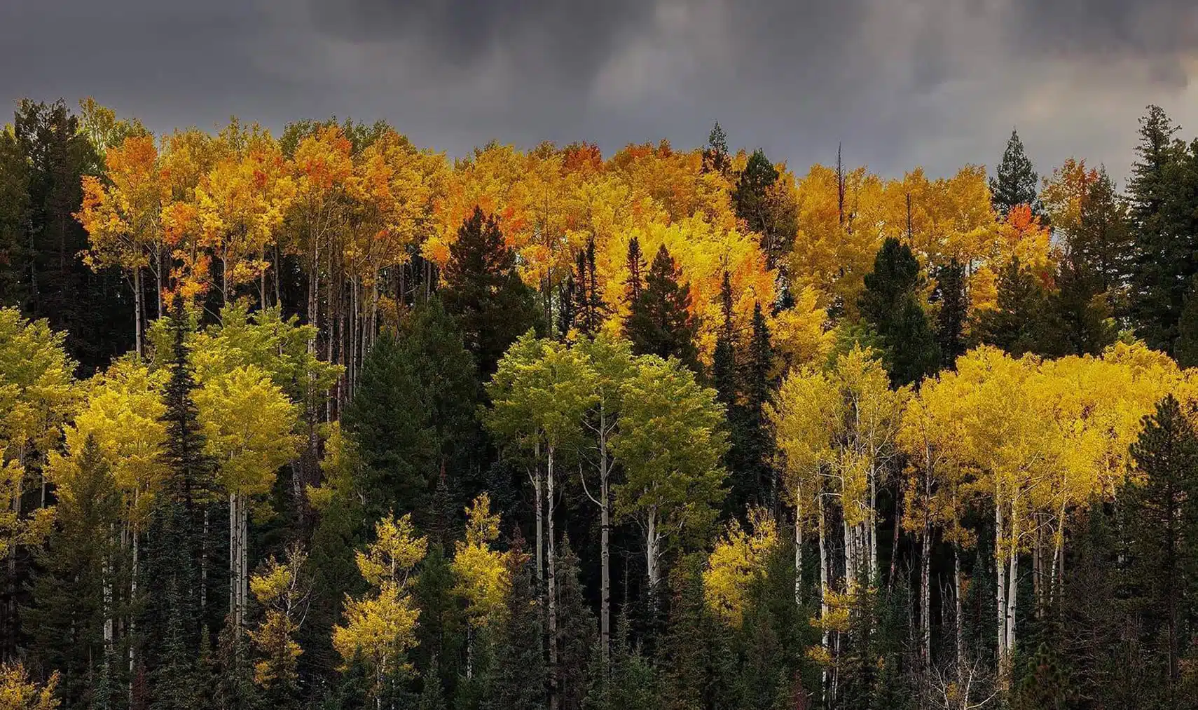 Fall colors meeting stormy skies in Greer, Arizona